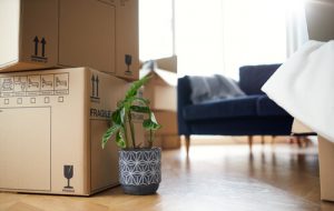A houseplant next to a stack of boxes in a living room.